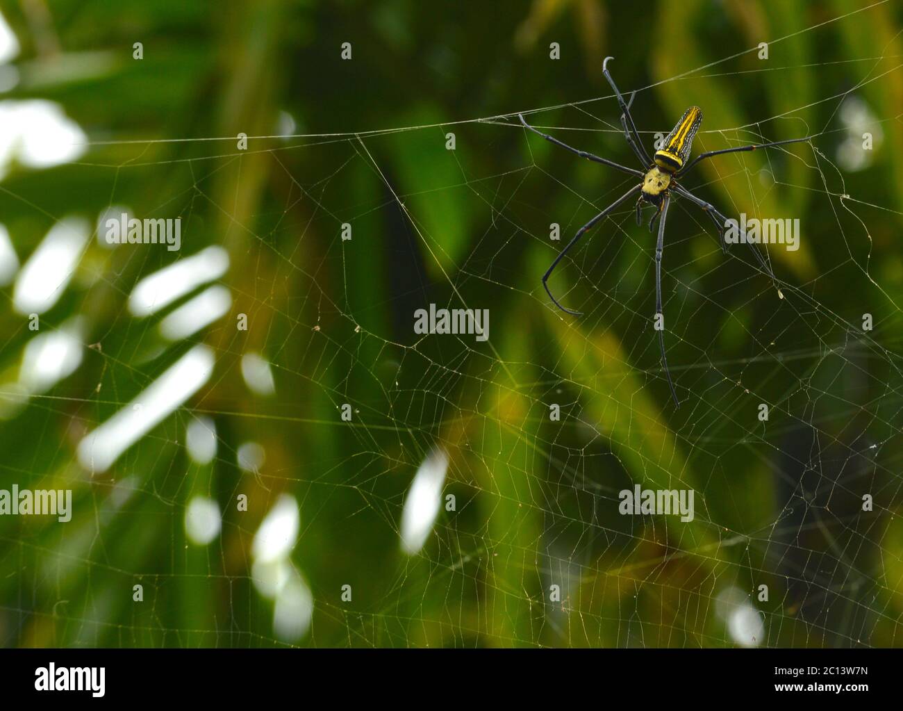 grande ragno sul suo web con alcune parti a fuoco Foto Stock