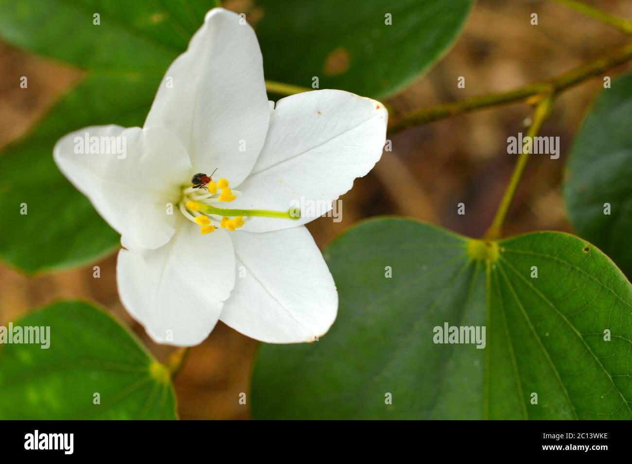 fiori bianchi selvatici in focus. fiori bianchi possono significare riverenza e umiltà, purezza e innocenza o simpatia per un lutto. Foto Stock