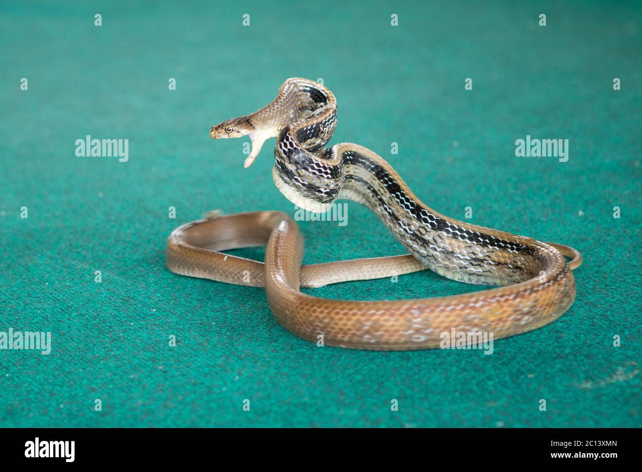 Pattaya, Thailandia - Gennaio 2017: Mostra serpenti giocando con un serpente durante il Foto Stock