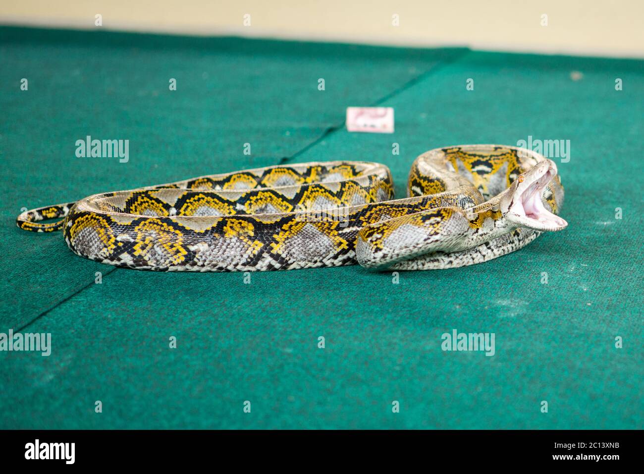 Pattaya, Thailandia - Gennaio 2017: Mostra serpenti giocando con un serpente durante il Foto Stock