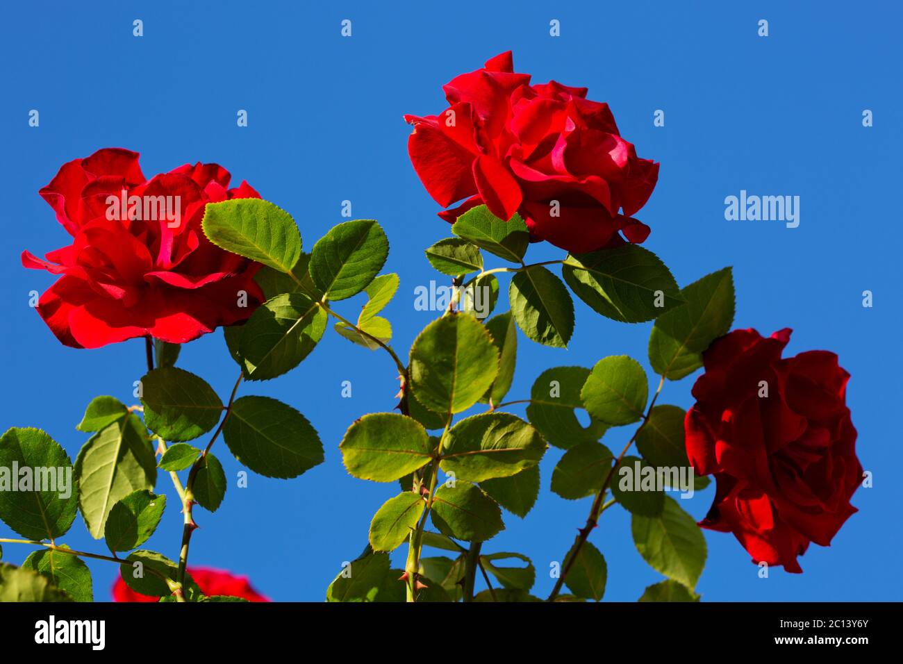 Tre rose rosse sul cielo soleggiato. Foto Stock