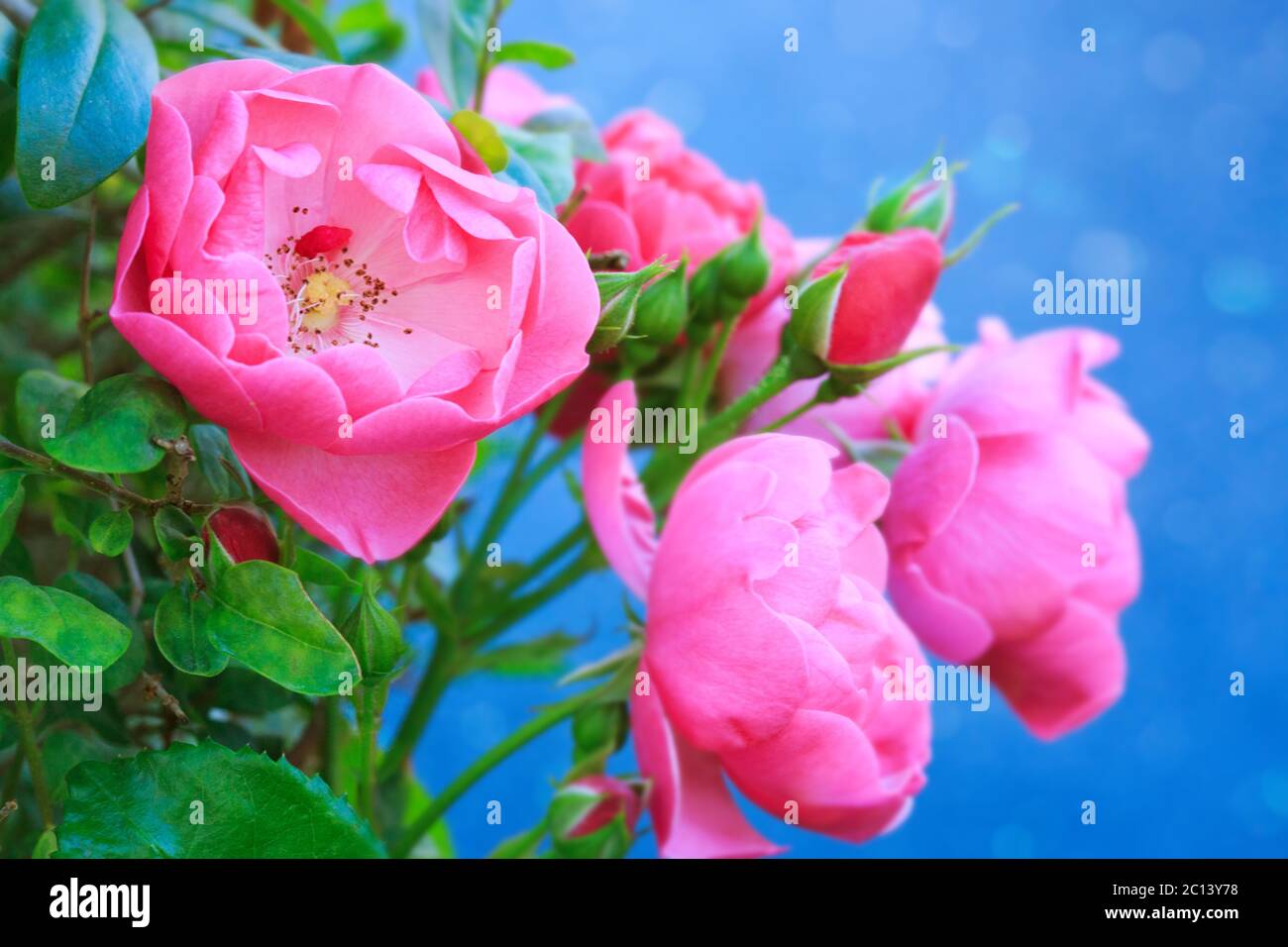 Le rose rosa su sfondo blu. Foto Stock