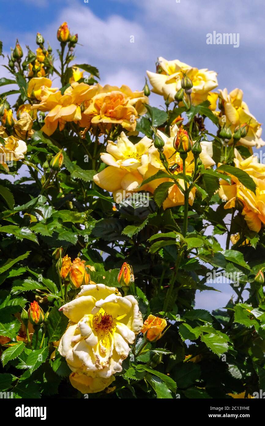 Rosa rampicante giallo arancio, arbusto fiorito pieno fiore in giardino  Foto stock - Alamy