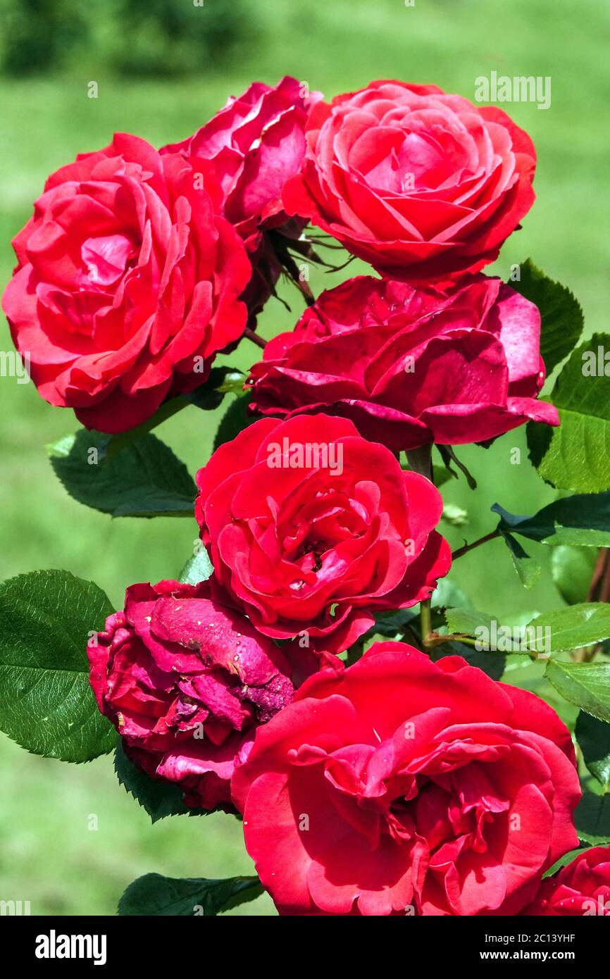 Rosa rossa, rose, rosa Danse des Sylples Foto Stock