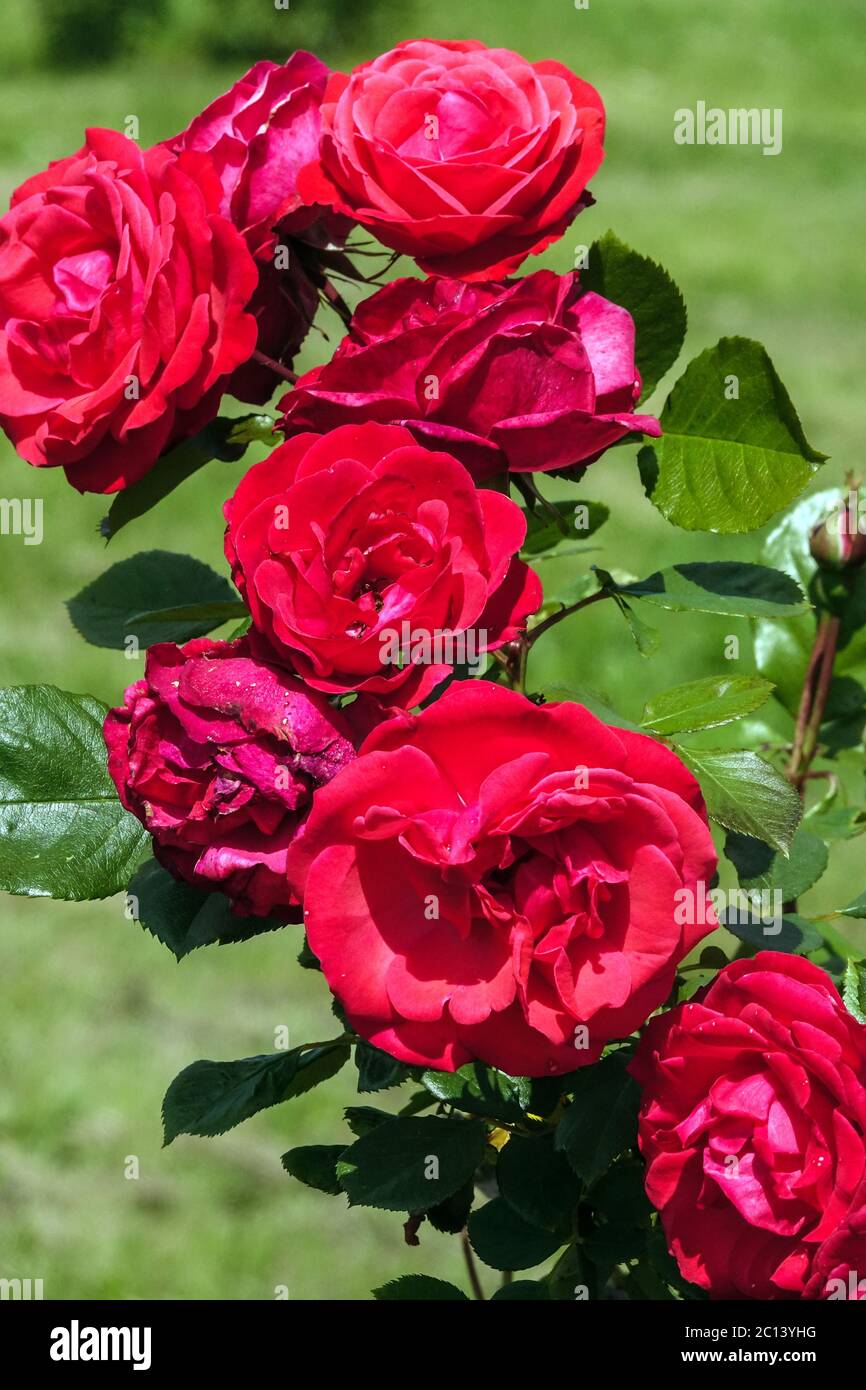 Rosa arbusto rosso, rose in giardino, rose rosse giardino Foto Stock