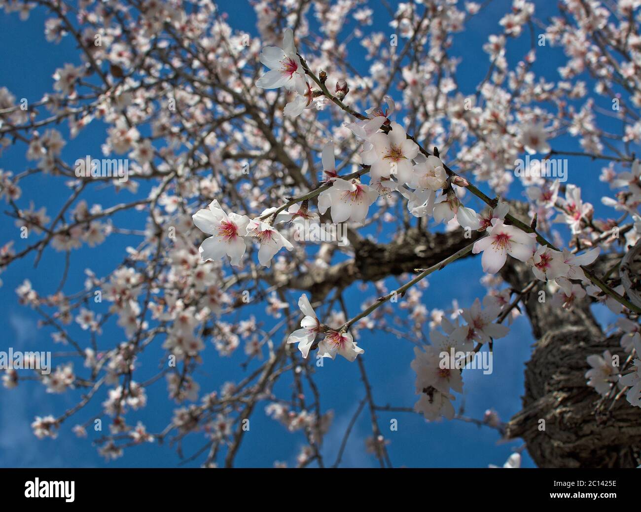 La fioritura dei mandorli Foto Stock