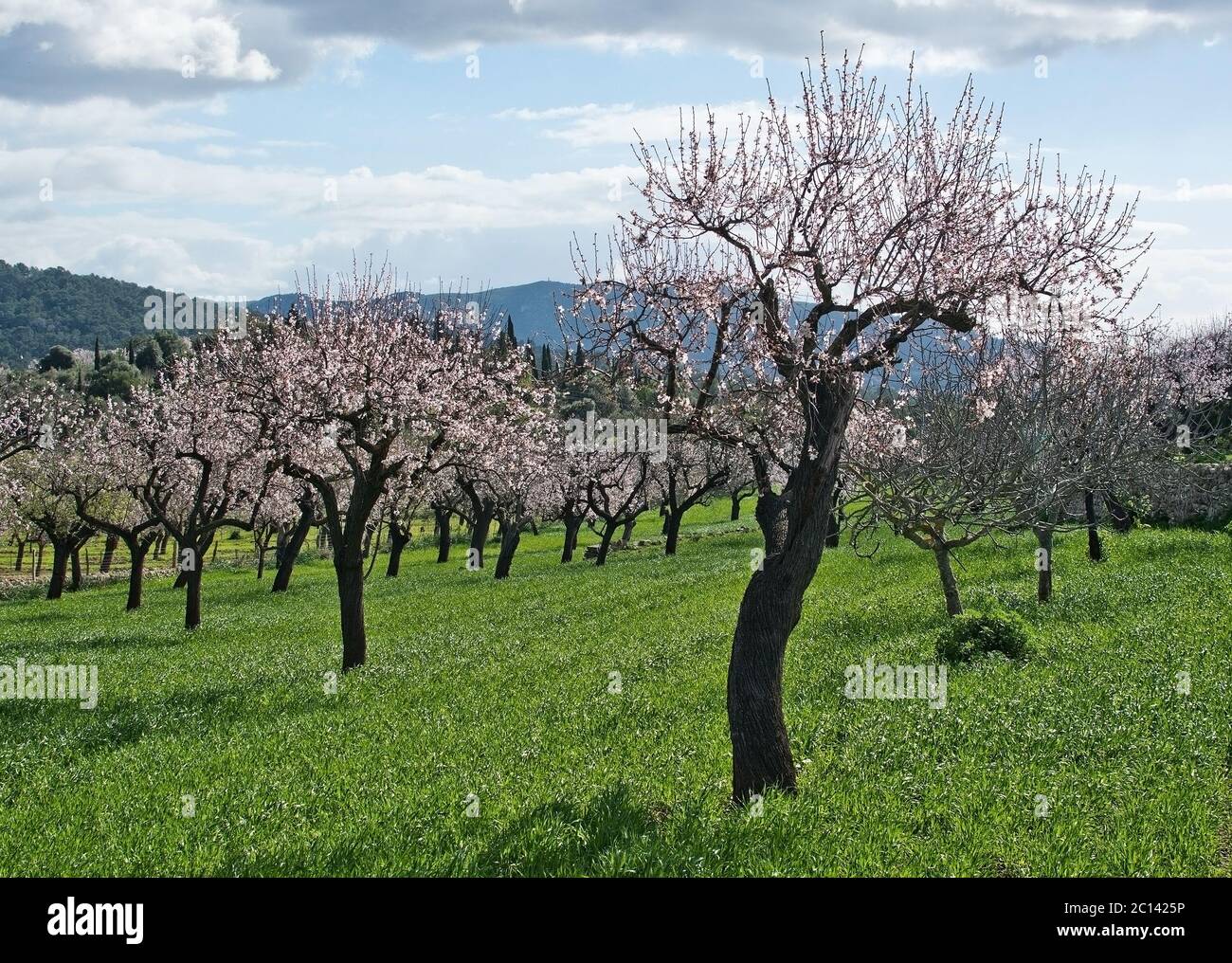 La fioritura dei mandorli Foto Stock