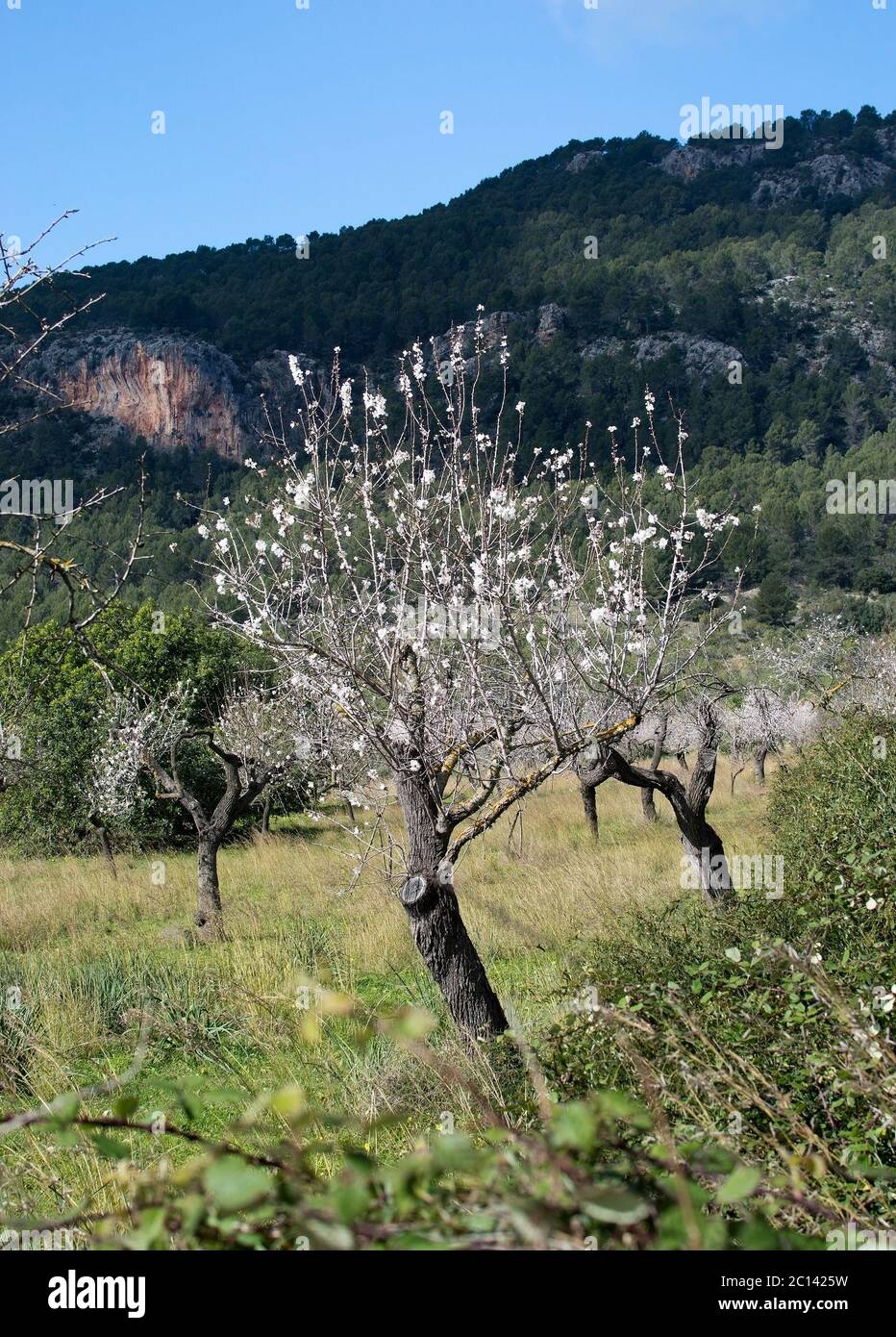 La fioritura dei mandorli Foto Stock