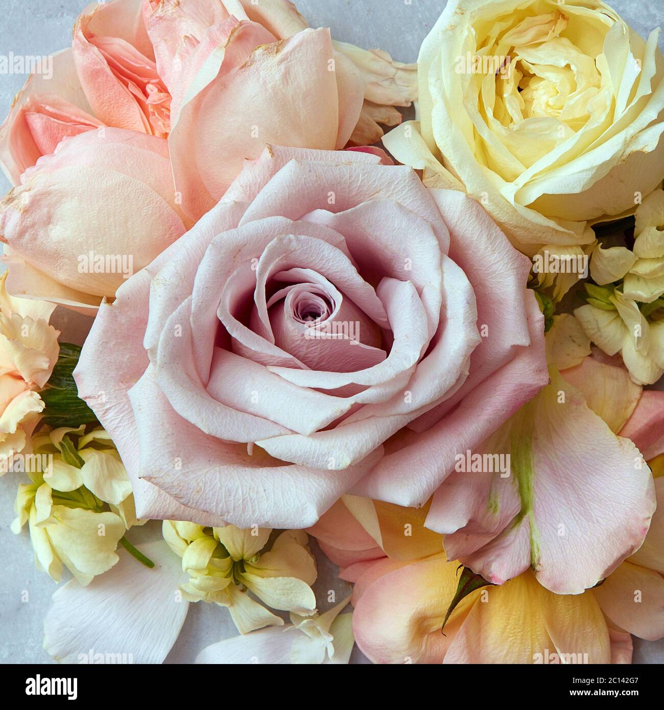 fiori di rose in stile vintage Foto Stock