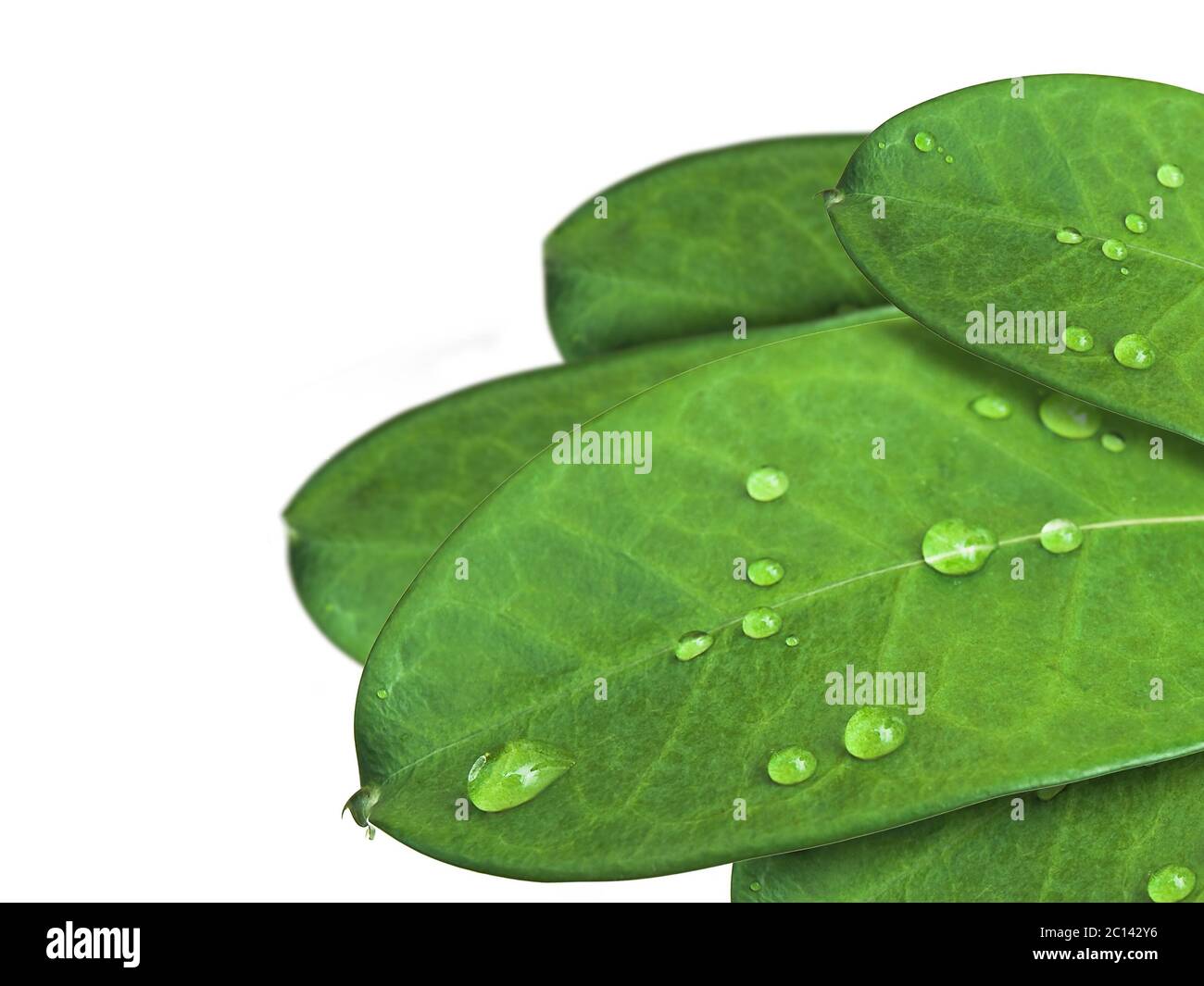 foglie verdi Foto Stock