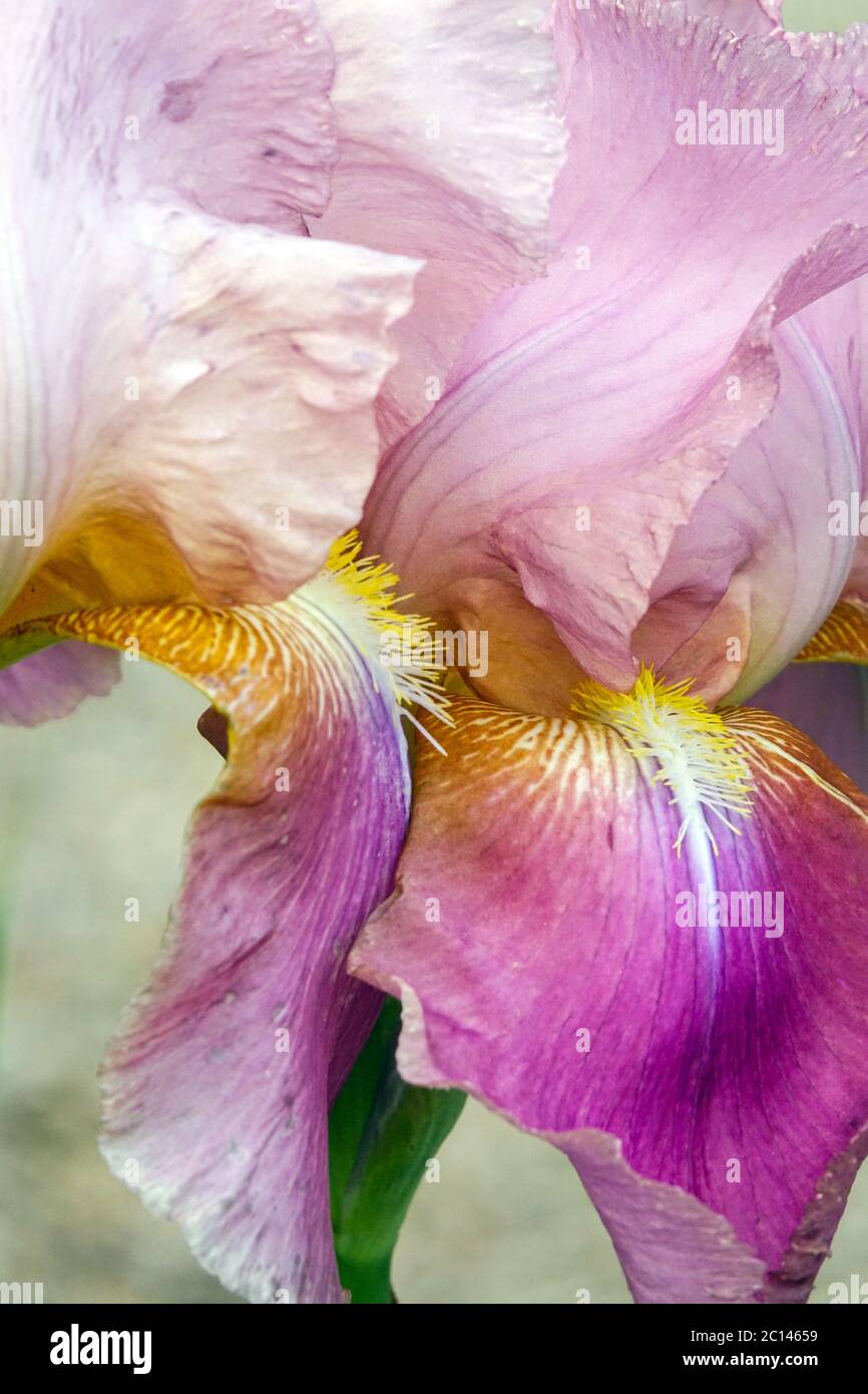 Iris con barba alta "Giant Rose" Foto Stock