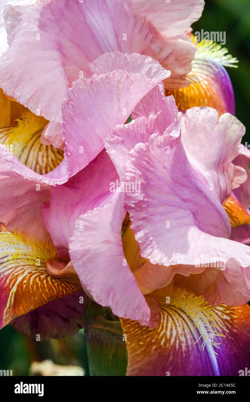 Dettaglio "Rosa Gigante" con bordino alto e sgusciato Foto Stock