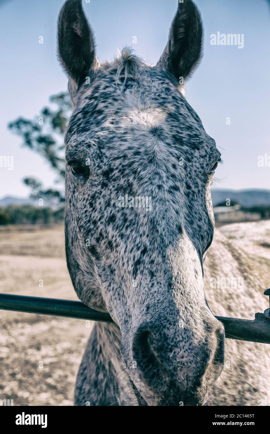 Testa bianca di cavallo speckaled con marrone che pende contro la rotaia Foto Stock