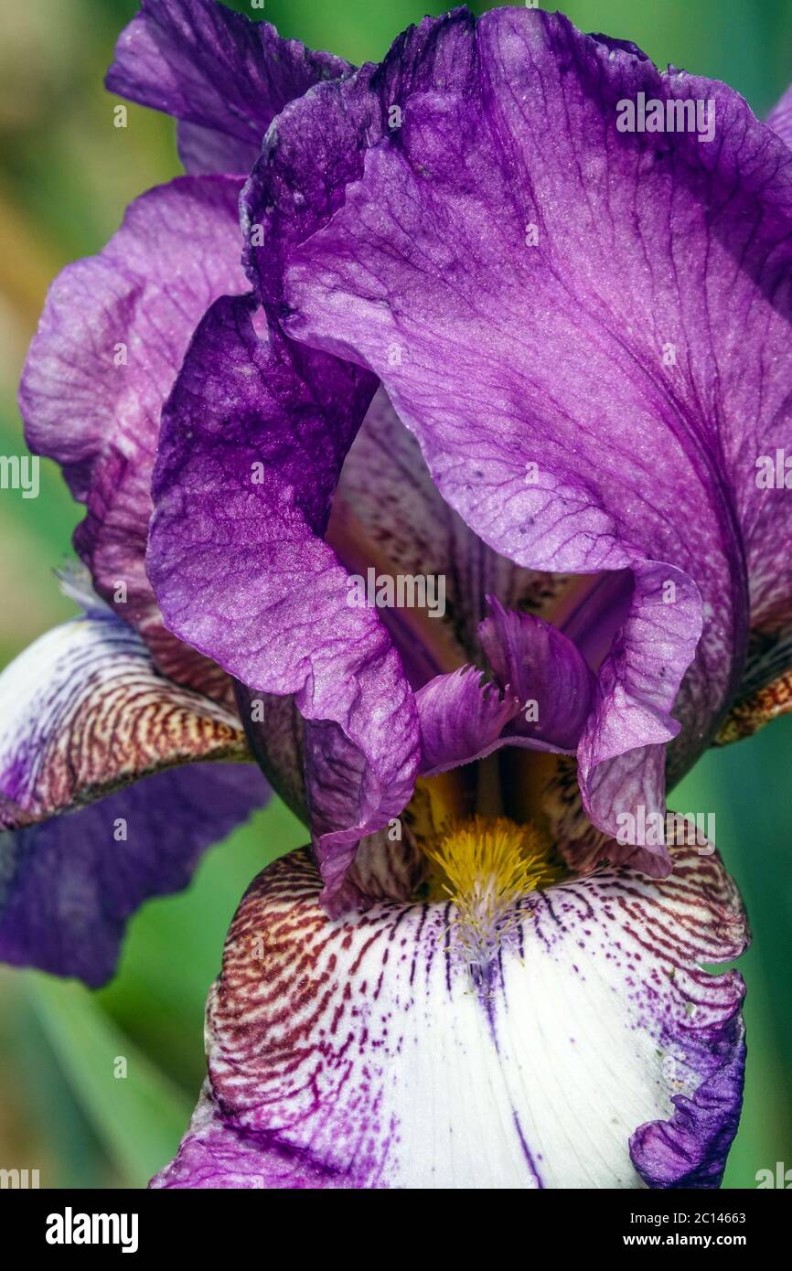 Fiore viola alto bearded Iris 'Bazarok' Foto Stock