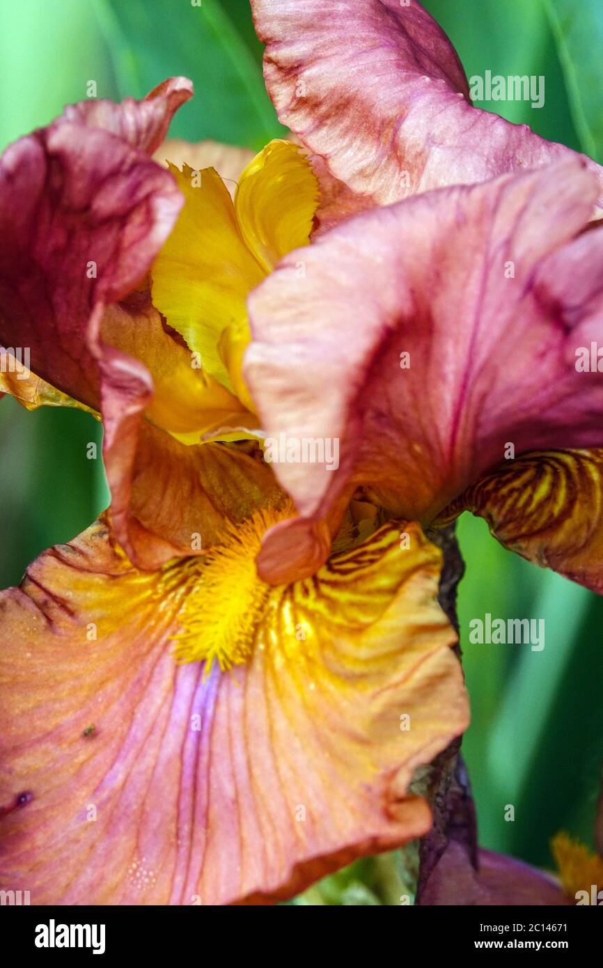 Alto fiore all'iride con beardo primo piano Rosa coppery rossa 'Gracie Pfost' Foto Stock