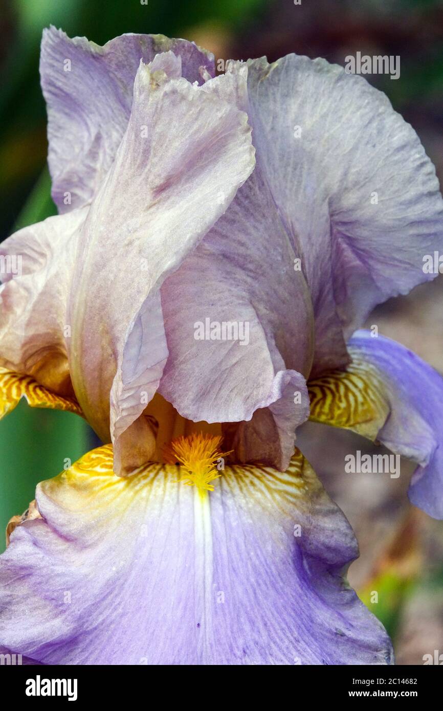 Fiore alto bearded Iris 'Hofdame' pallido color pastello Foto Stock
