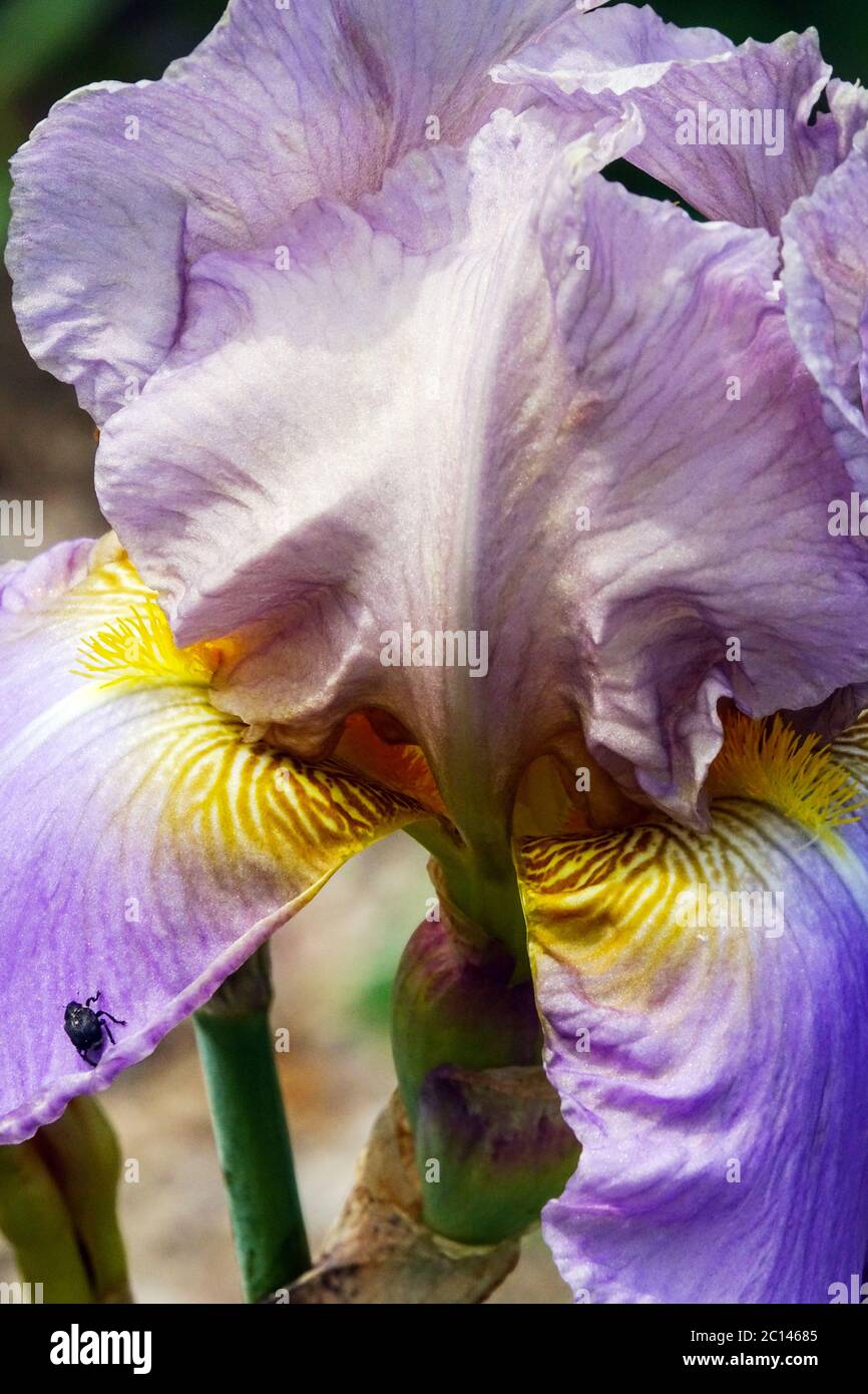 Fiore alto bearded Iris 'Hofdame' pallido color pastello Foto Stock