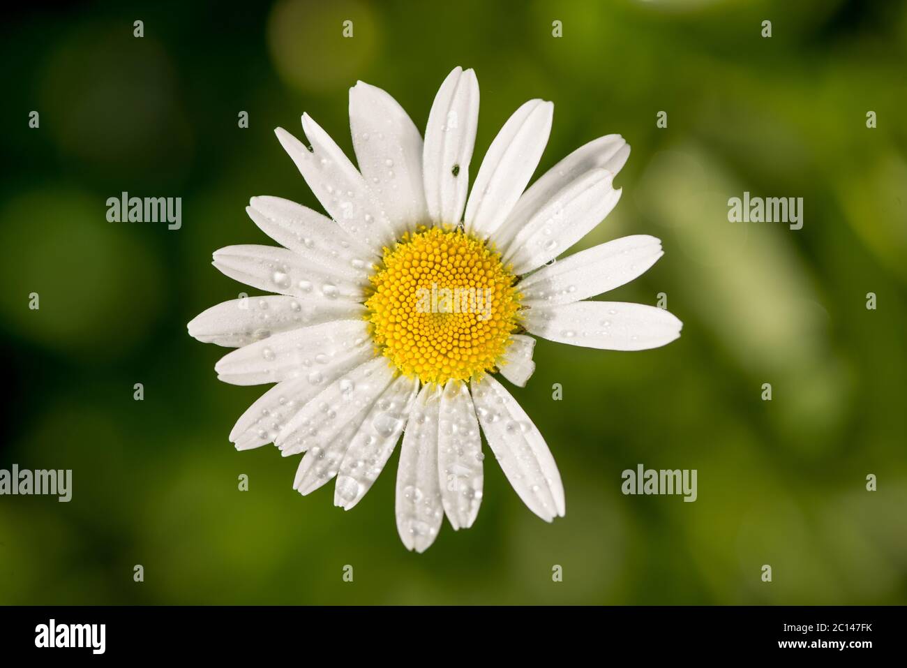 Splendido sfondo floreale, delicato fiore camomilla bianco con gocce di rugiada sui petali, biglietto di auguri per 8 marzo ventre giorno divina Foto Stock