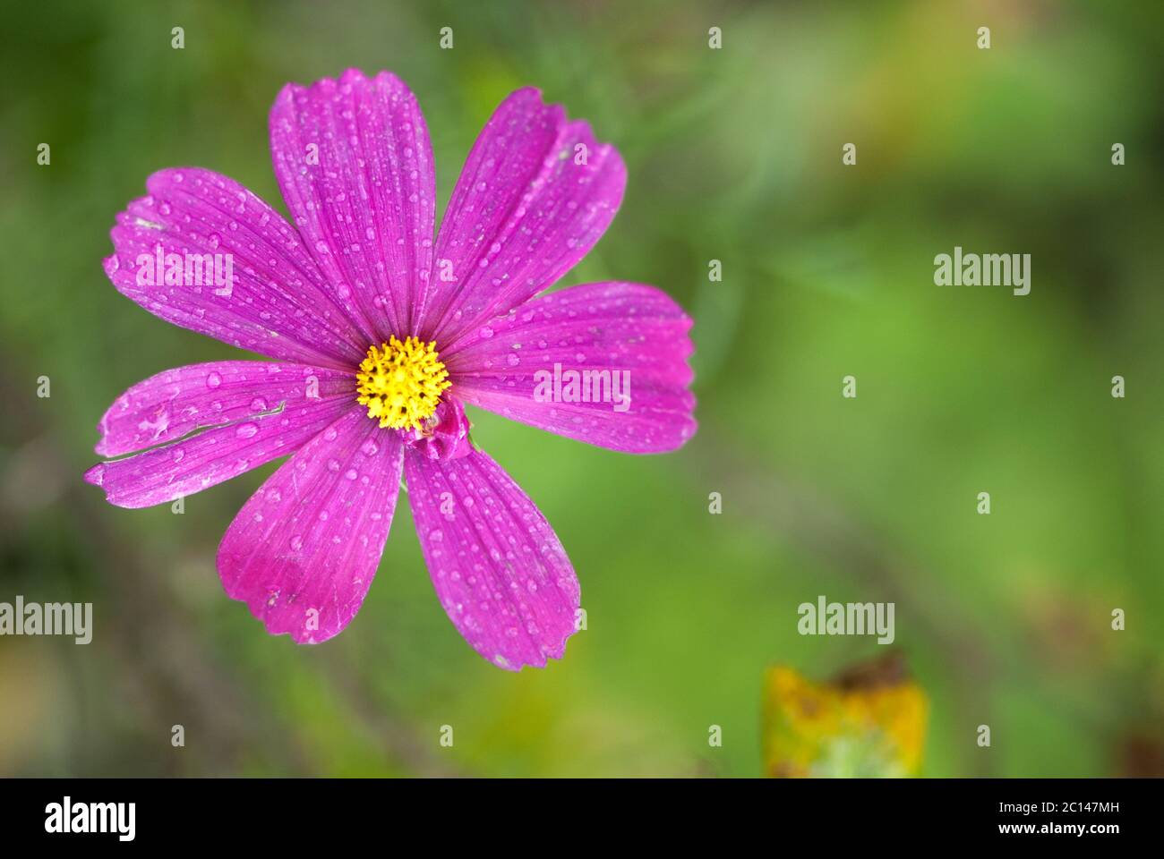 Splendido sfondo floreale, delicato fiore viola con gocce di rugiada sui petali, biglietto di auguri per 8 marzo giorno di divinazione femminile conc Foto Stock