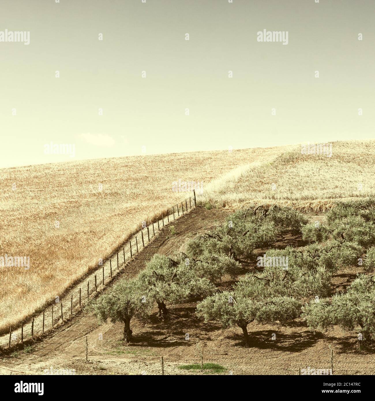 Olive Groves Foto Stock