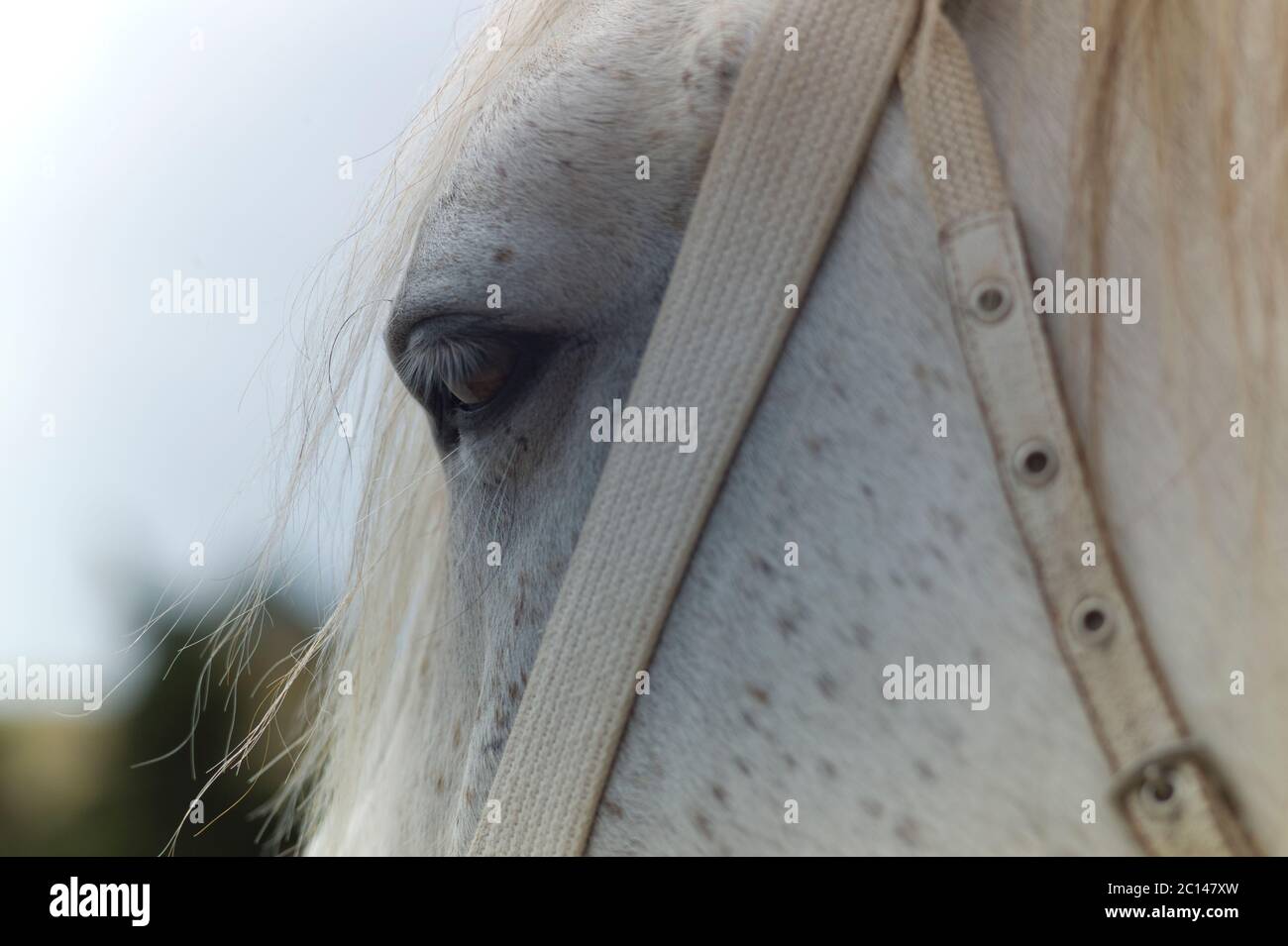 Primo piano di una vista laterale della testa di un cavallo grigio con halter Foto Stock