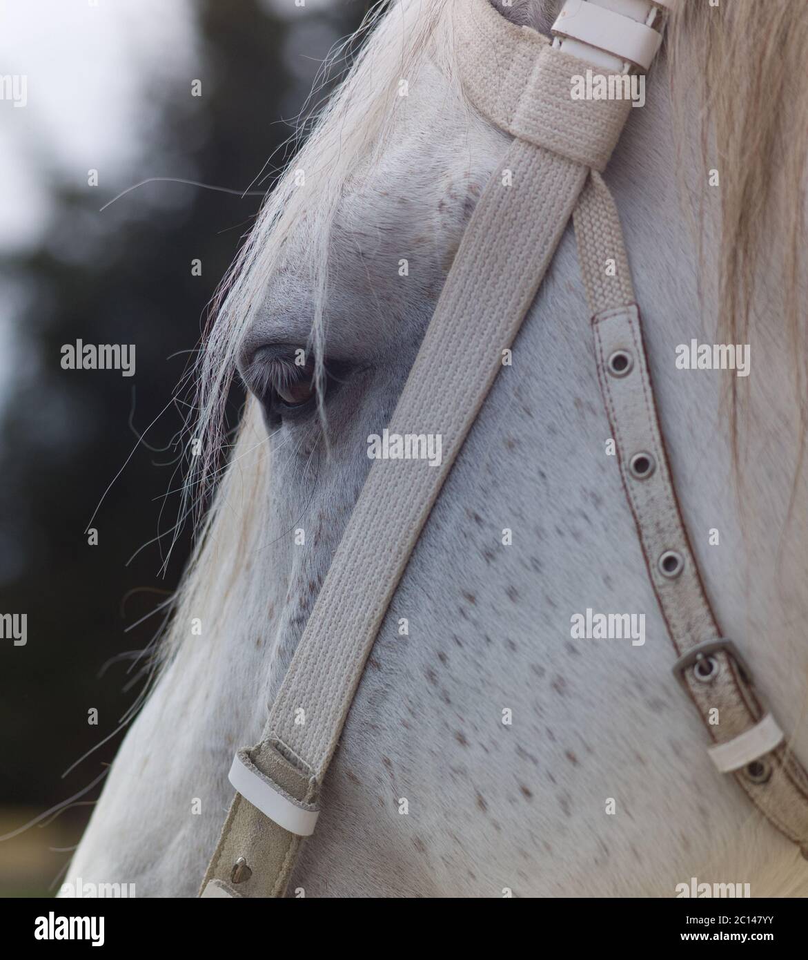 Primo piano di una vista laterale della testa di un cavallo grigio con halter Foto Stock