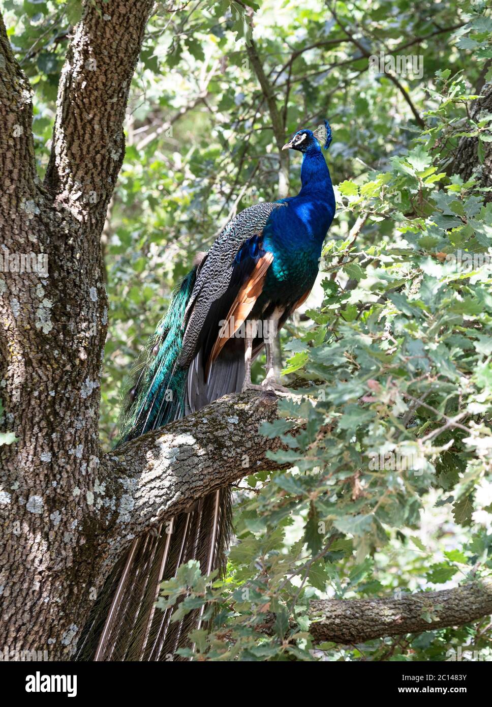 bel pavone maschio che perching, in un albero Foto Stock
