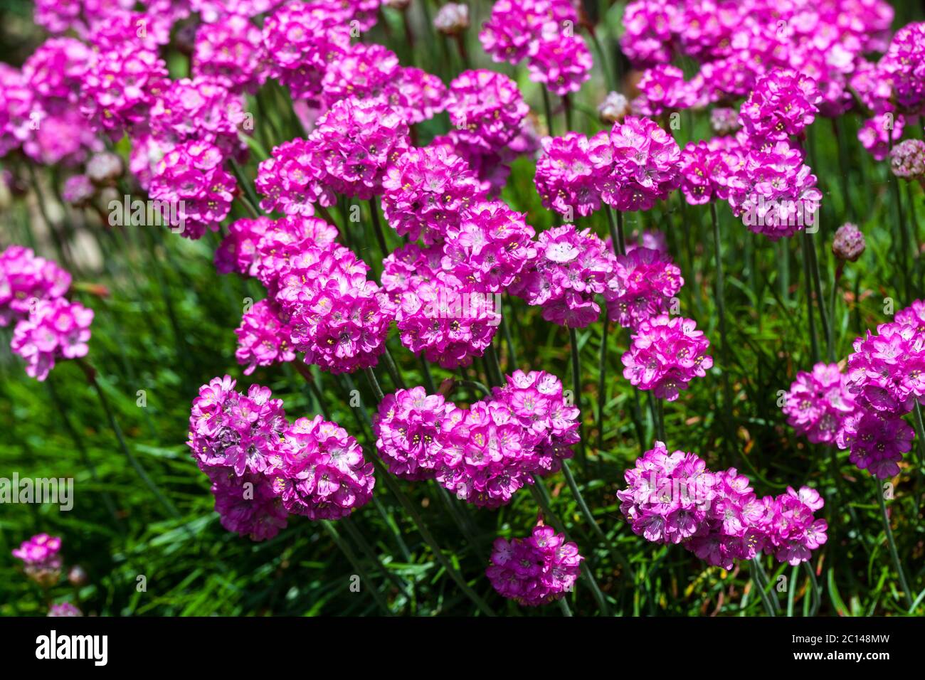 Rosa Mare Trift Seapink in piena fioritura che cresce in giardino di roccia Foto Stock