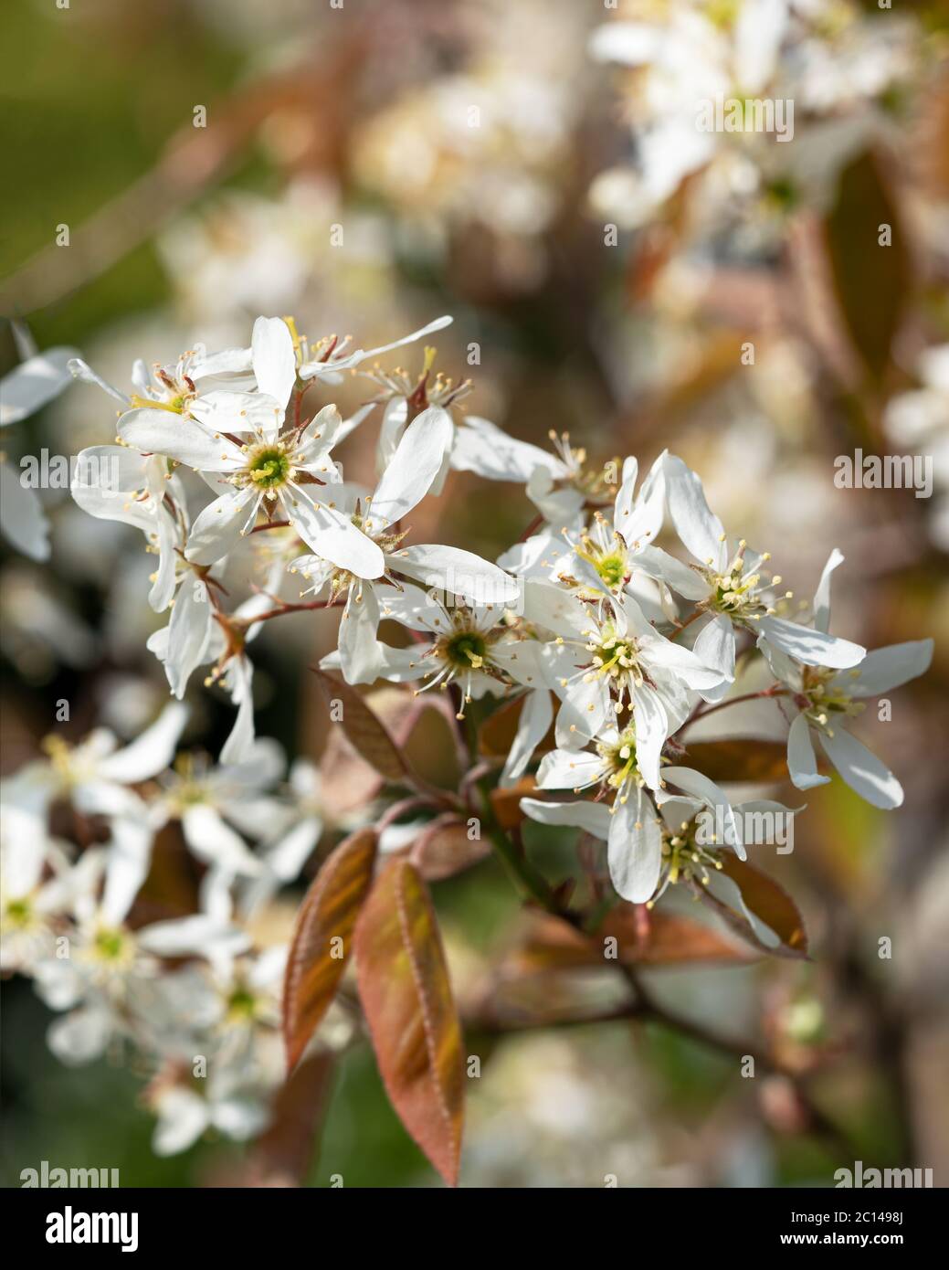 Juneberry (Amelanchier lamarckii), fioriture di primavera Foto Stock