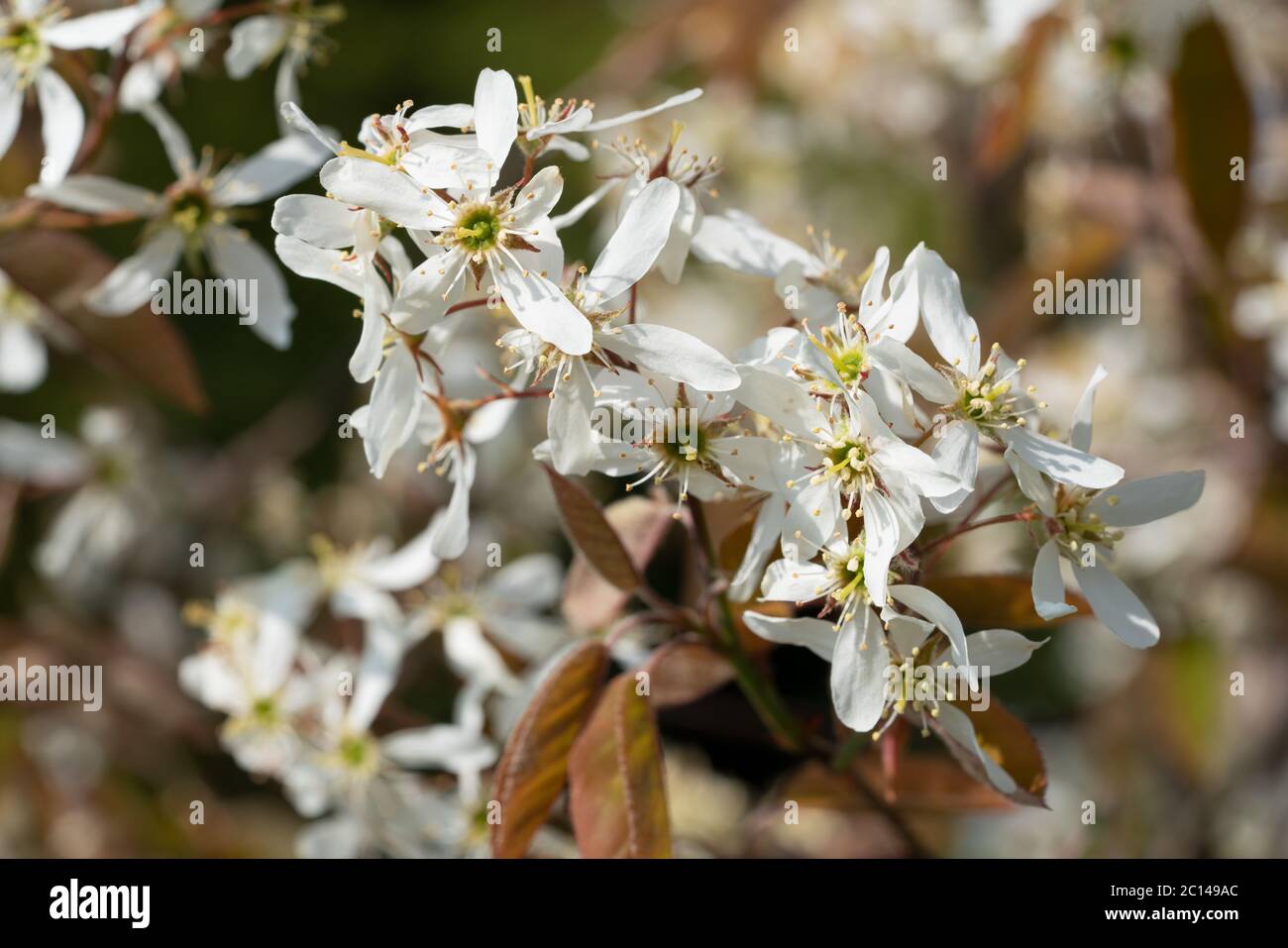 Juneberry (Amelanchier lamarckii), fioriture di primavera Foto Stock