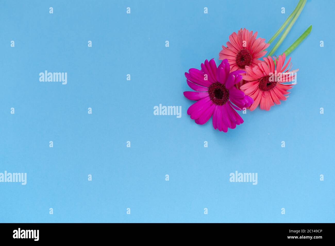 Tre fiori, due arancioni e rosa in vaso di vetro su sfondo blu, pop art Foto Stock