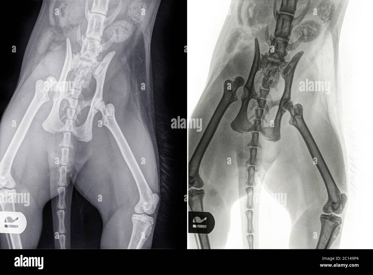 Raggi X di un gatto con luxation dell'anca, con spostamento della testa del femore dalla presa acetabolare causato da trauma. R indica il lato destro Foto Stock