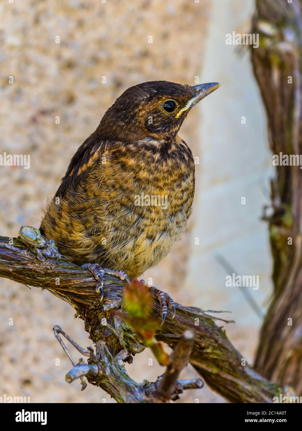 Giovane pulcino ricattolo poggiato sul ramo della vite. Foto Stock