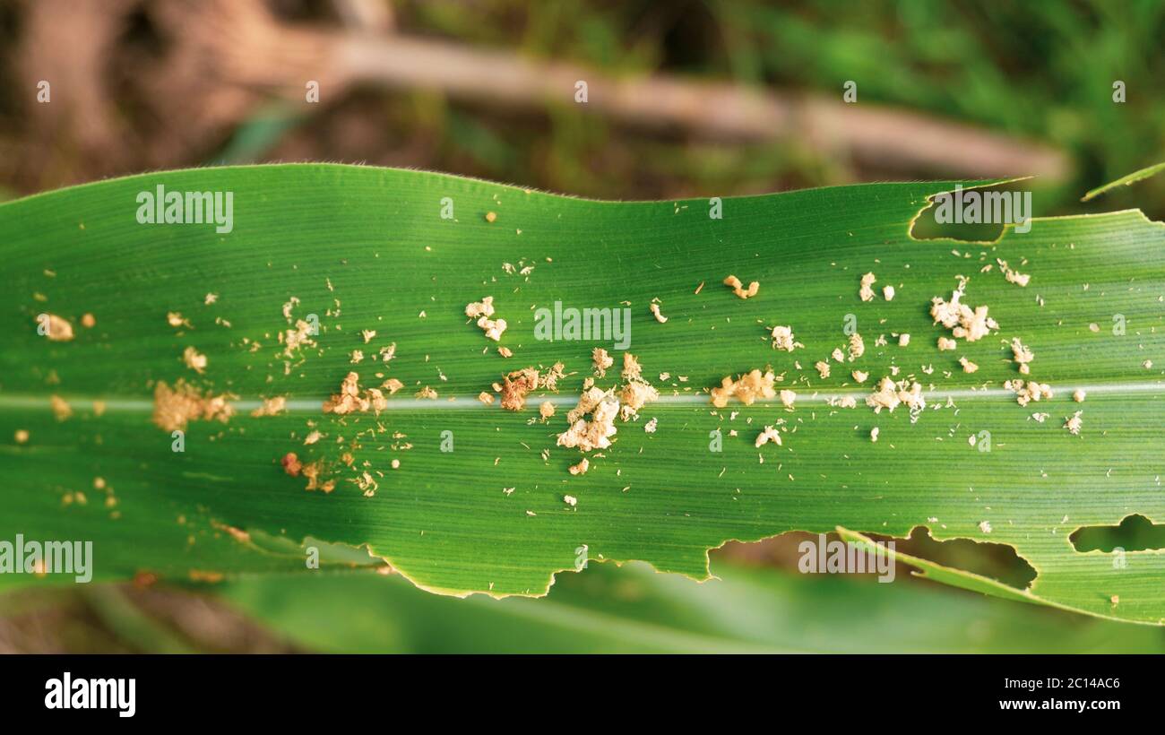 Foglie di mais sono gnawed da parassiti, sembra fiabesca sui bordi Foto Stock