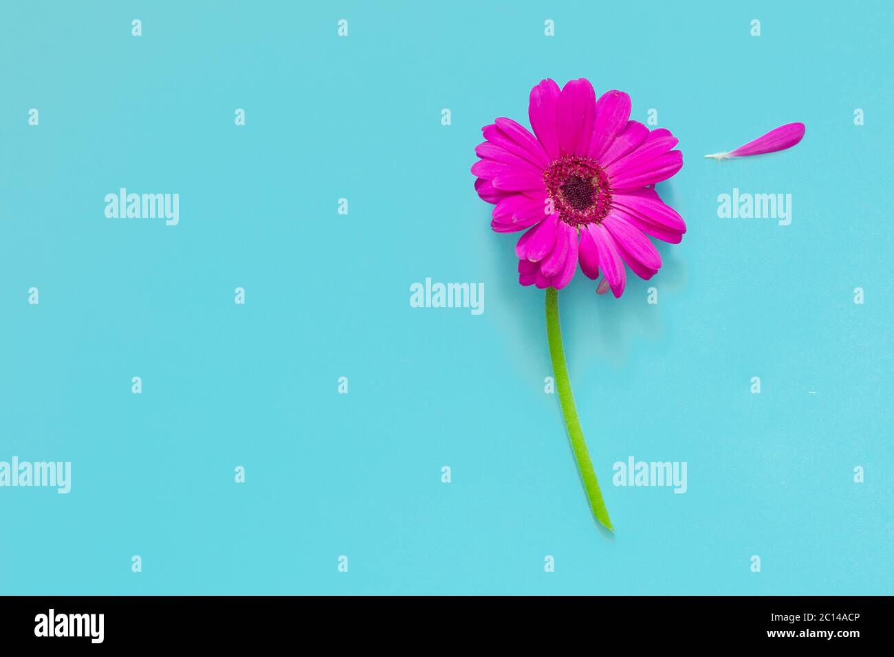 Fiore rosa sfondo blu, pop art, minimal, decorativo, artistico. Foto Stock