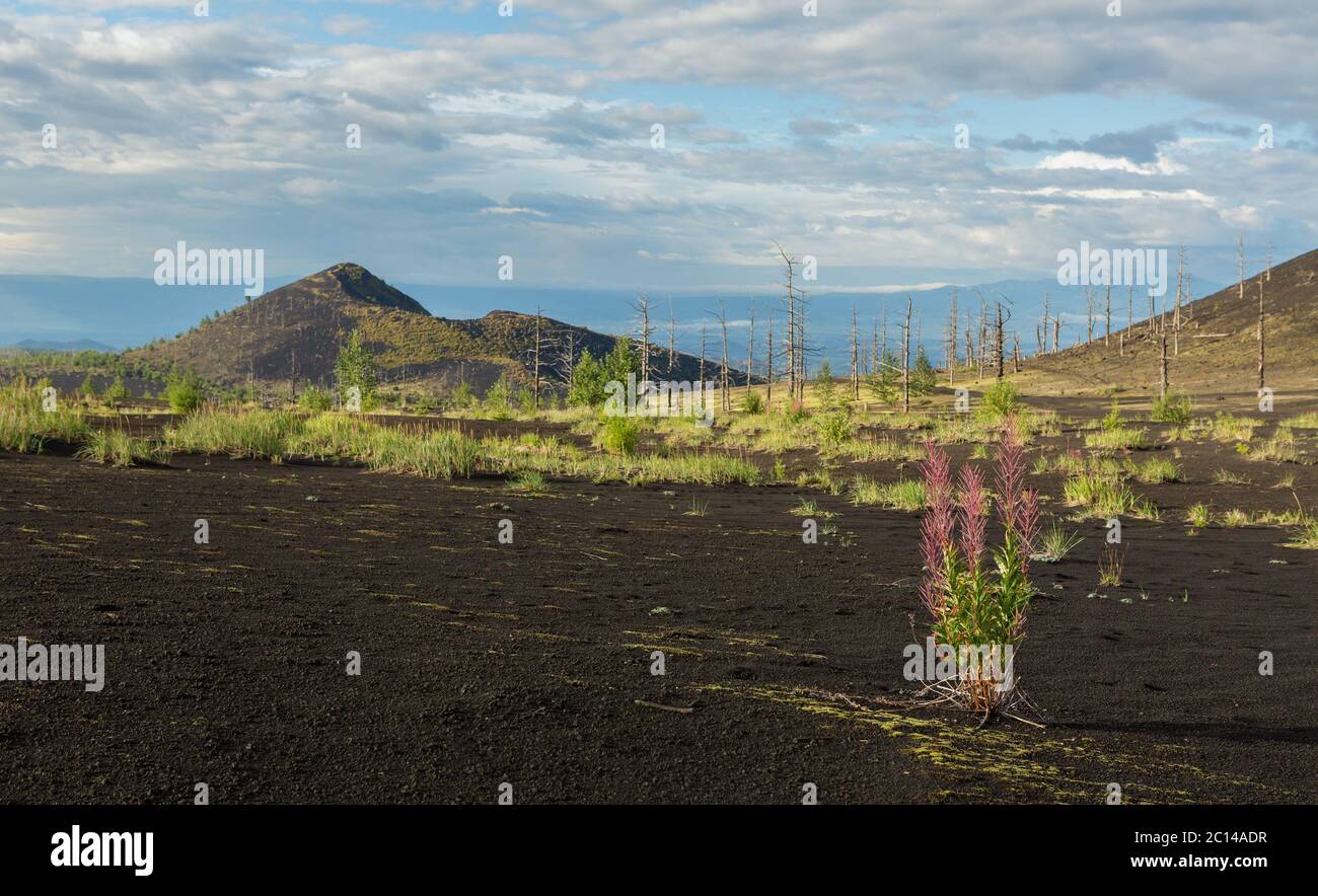 Chamerion angustifolium in legno Morto - conseguenza di un catastrofico rilascio di cenere durante l'eruzione del vulcano nel 1975 Tolba Foto Stock