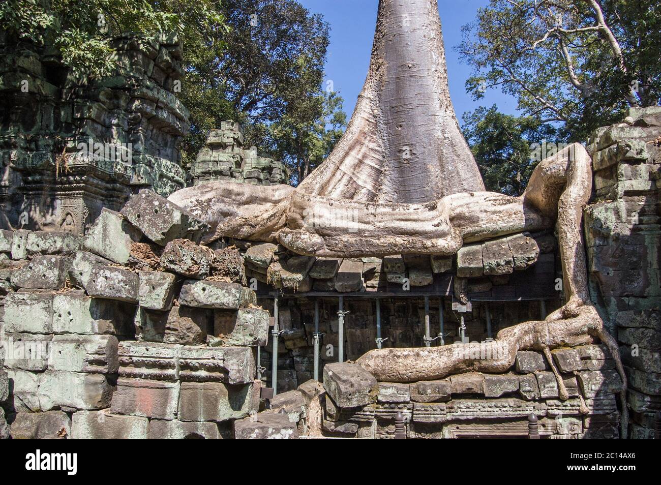 Un grande albero di Kapok (Ceiba pentandra) che cresce e che rompe l'antico tempio Khmer di Ta Prohm, Angkor, Cambogia. Conosciuto come il tempio di Brahma, Th Foto Stock