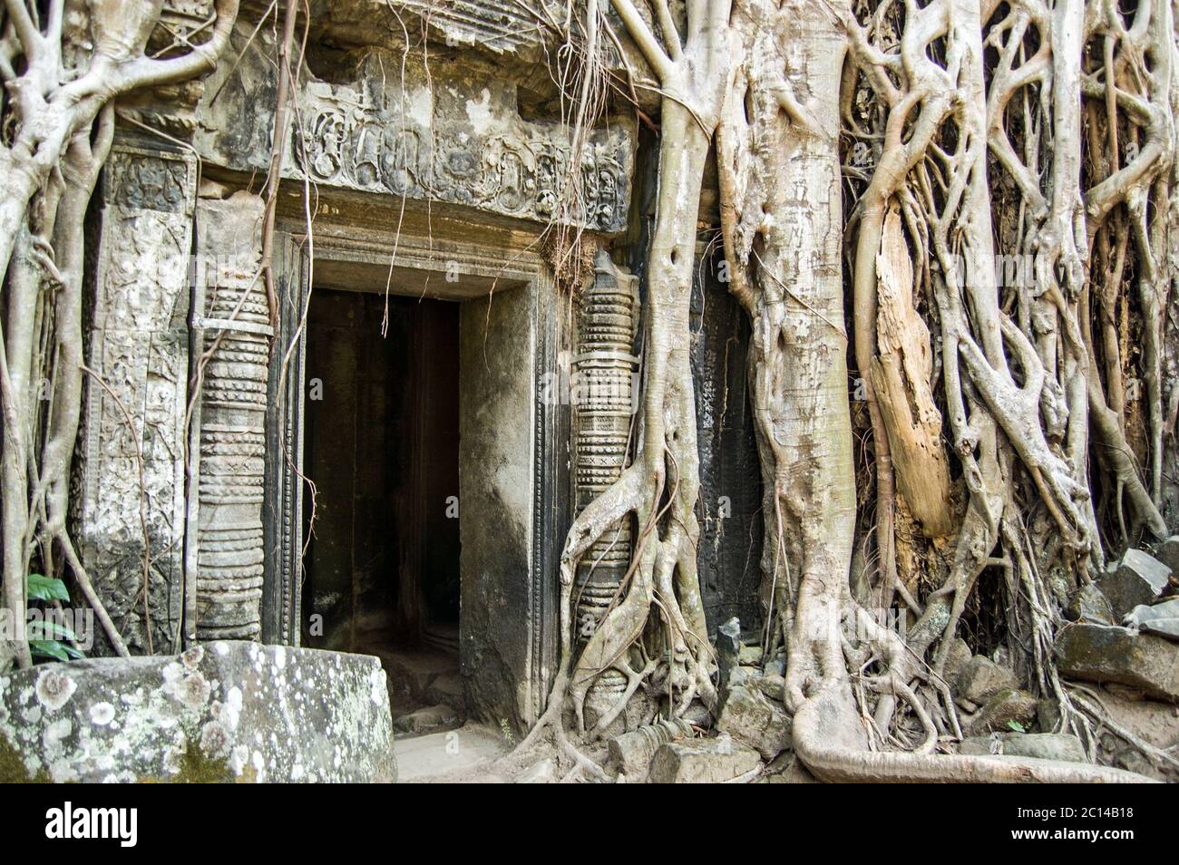 Porta sopravfatta nel Tempio Khmer in rovina di Ta Prohm, conosciuto come Tempio dell'albero. Angkor, Siem Reap, Cambogia. Kapok e fichi sacri crescono attraverso di loro Foto Stock