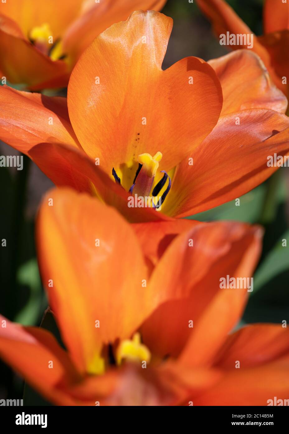 Tulip (Tulipa), close up del fiore della molla Foto Stock