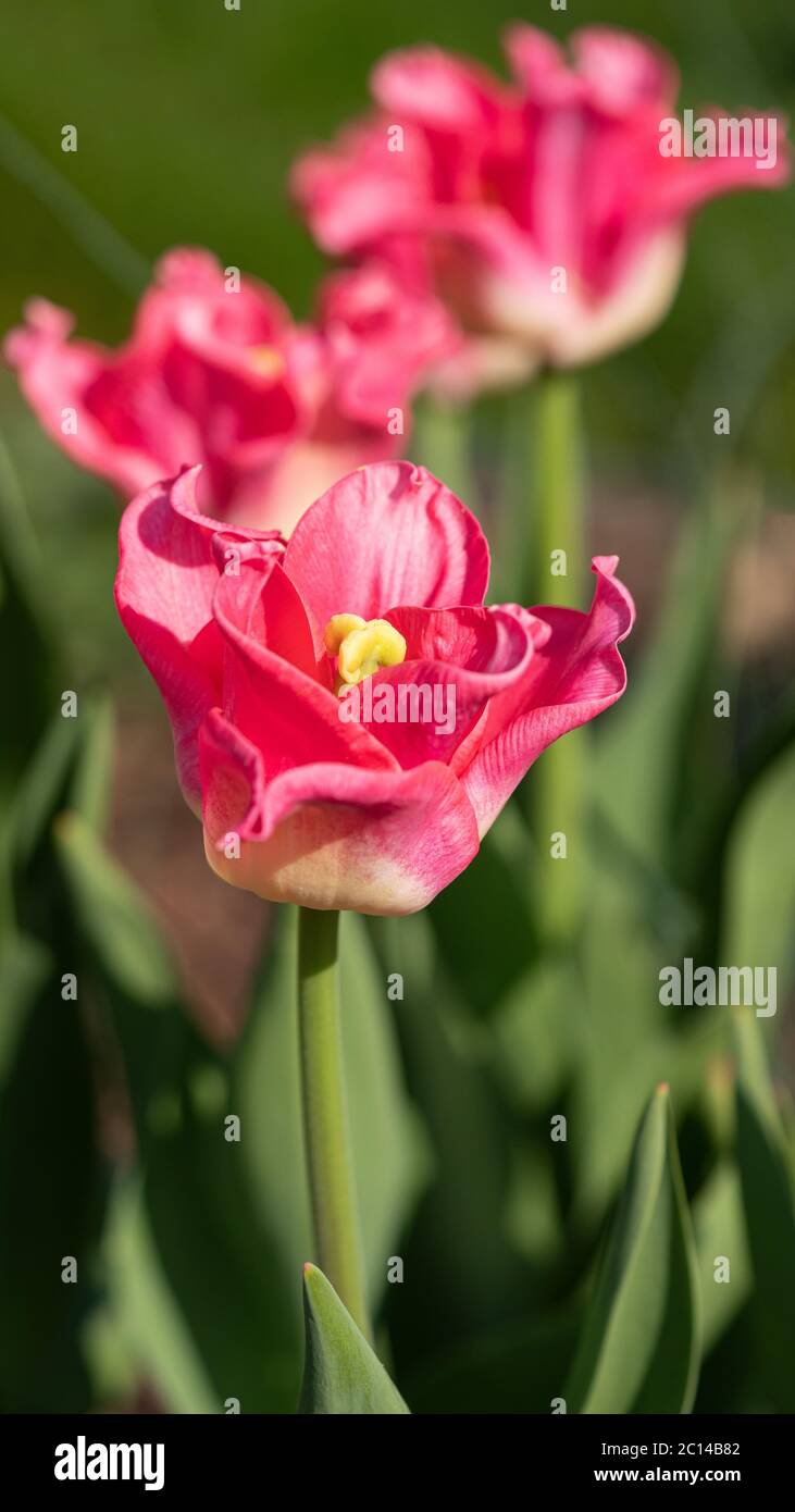 Tulip (Tulipa), close up del fiore della molla Foto Stock