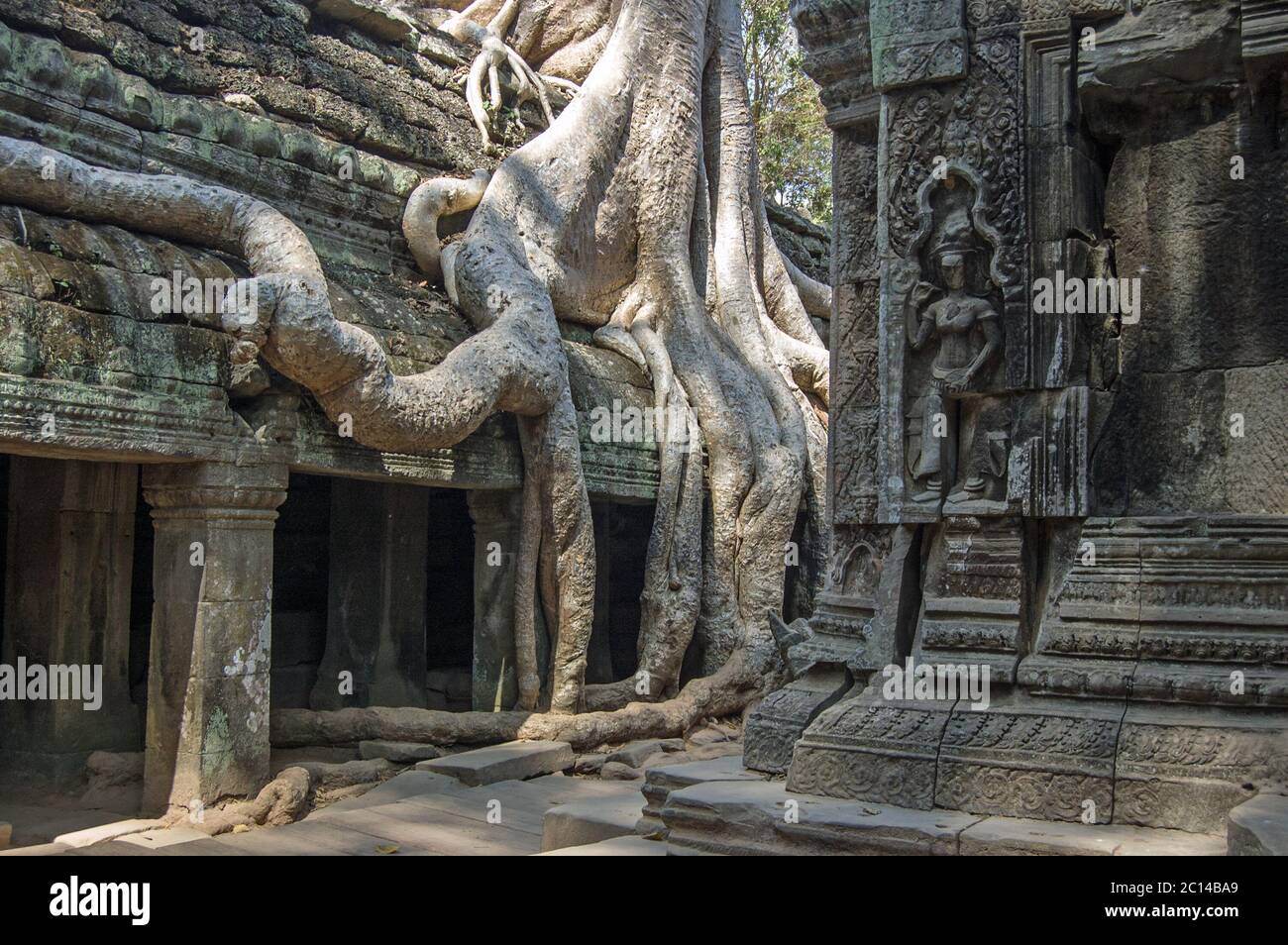 TA Prohm tempio in Angkor, Cambogia. Antiche rovine con un albero di kapok, Ceiba pentandra, che cresce su di esso. Foto Stock