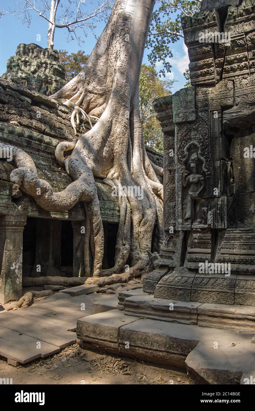 Antico tempio Khmer di Ta Prohm, adolto di alberi Kapok (nome latino Ceiba pentandra). Parte del complesso Angkor nella provincia di Siem Reap, Cambogia. Foto Stock