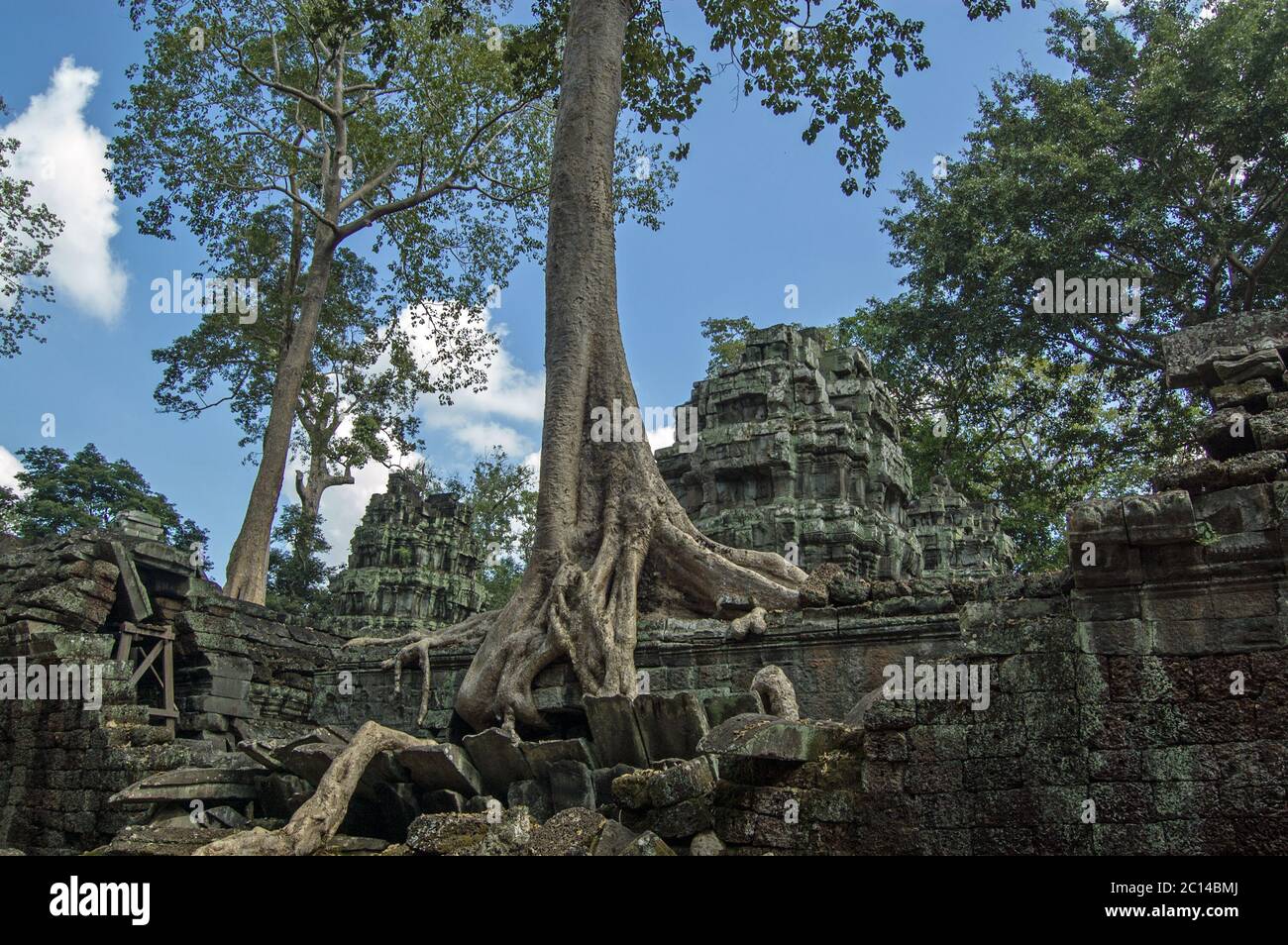 L'antico tempio Khmer di Ta Prohm, conosciuto localmente come Tempio dell'albero come è stato sopravcresciuto dalla giungla. Angkor, Cambogia. Foto Stock