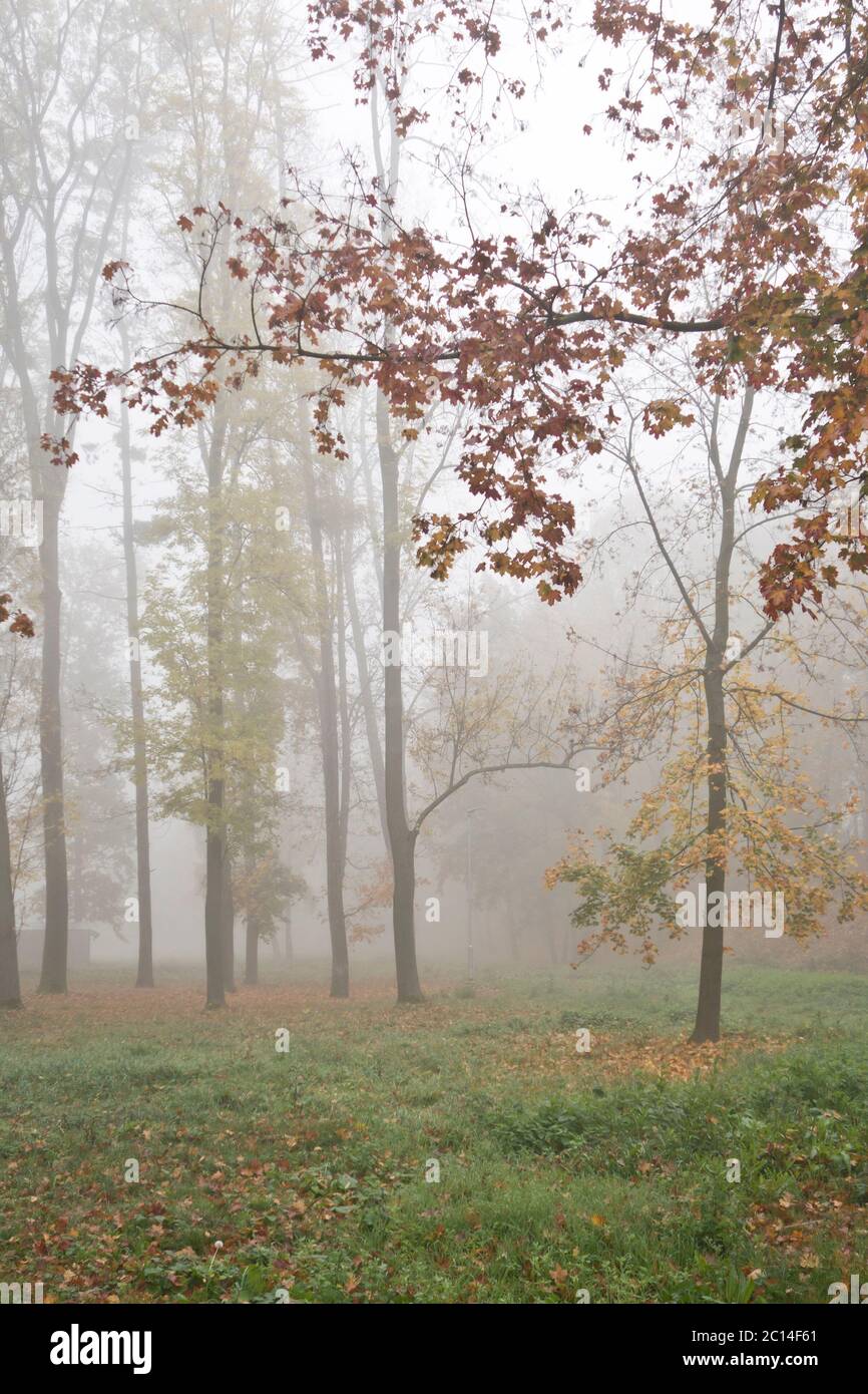 paesaggio dei boschi d'autunno con nebbia Foto Stock