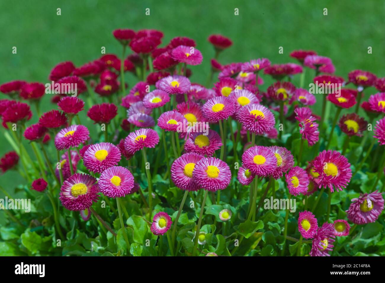 Fiori della Pomponette Bellis perennis o margherite inglesi in un prato verde Foto Stock