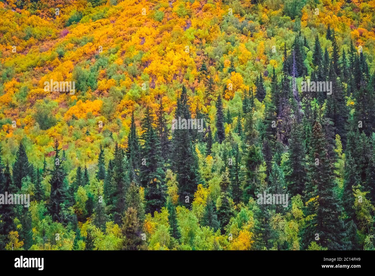 La foresta pluviale colorati in Yunnan Foto Stock