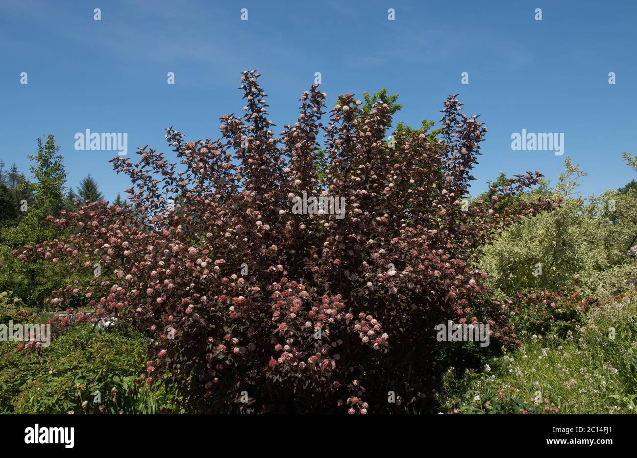 Fiori rosa estate fioritura su un arbusto Ninebark (Physocarpus opulifolius Diable D'or 'india') in un confine erbaceo in un Country Cottage Garden i Foto Stock