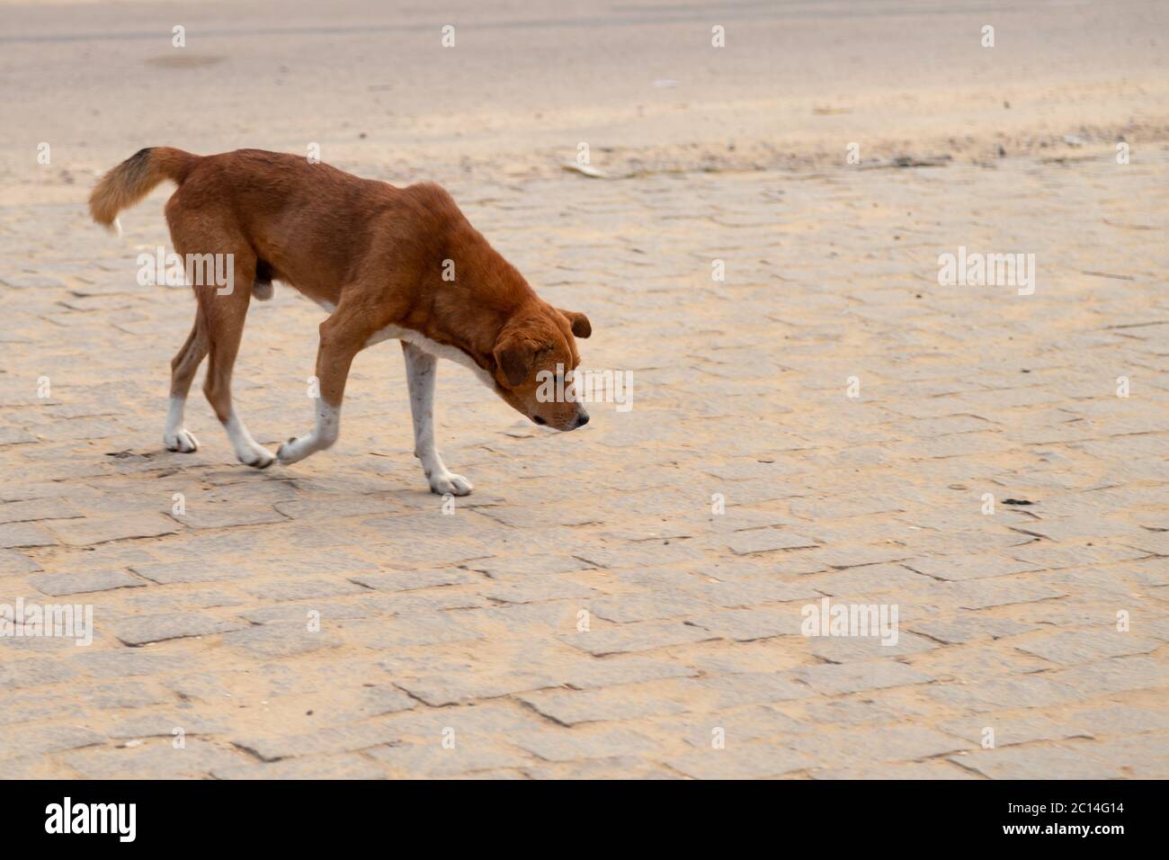 Un cane di strada sull'isola di Madagascar Foto Stock