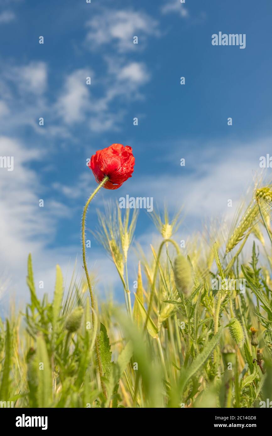 Papavero singolo in un campo di erba con un cielo blu di sfondo. Foto Stock