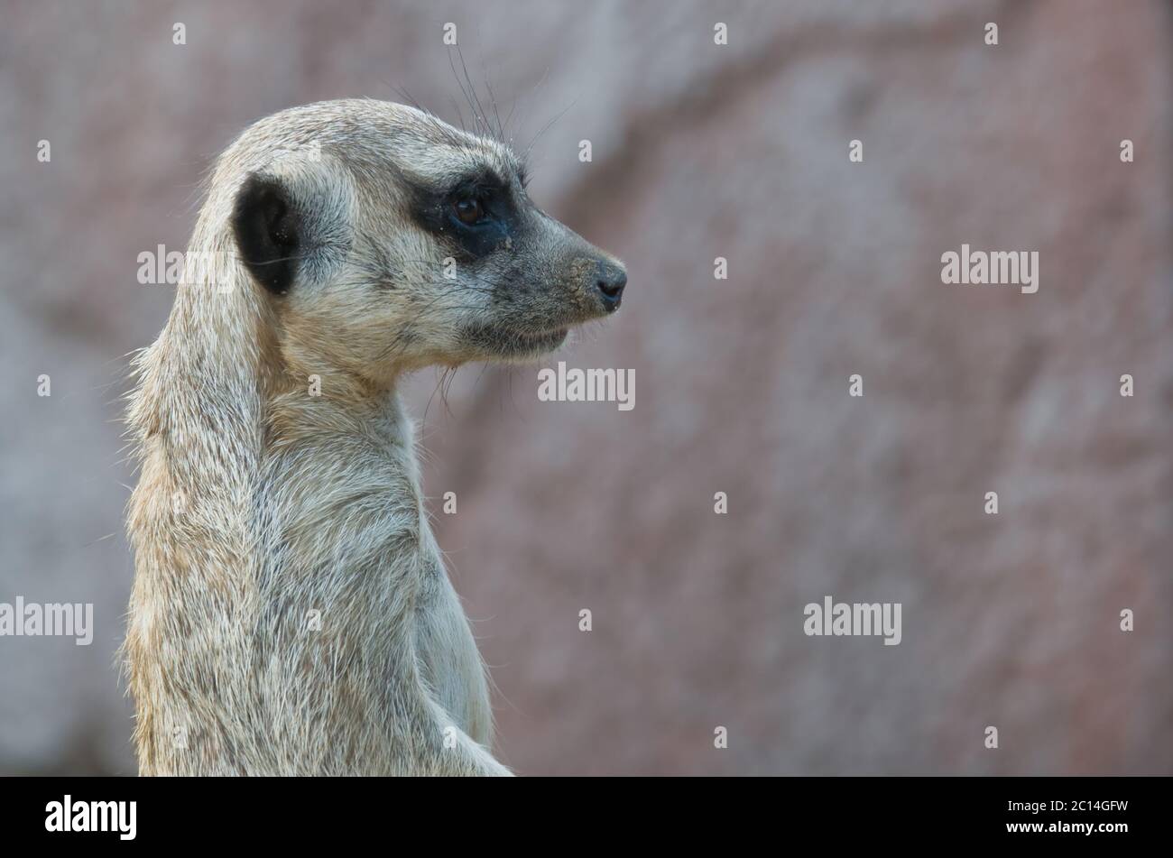 Primo piano di un meerkat guardando a destra. Spazio di copia Foto Stock